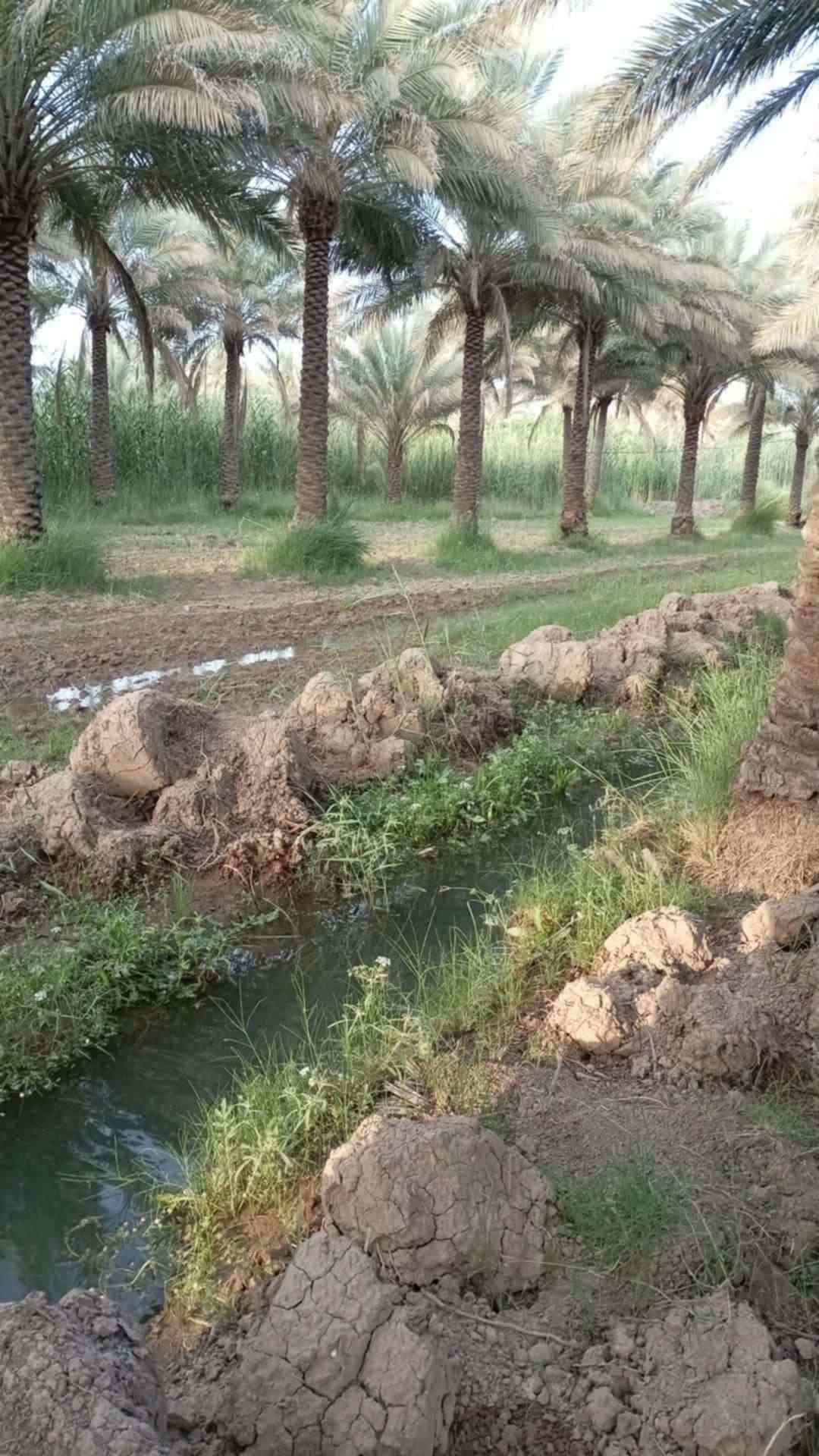 بيت للبيع • البراهميه • دونمين