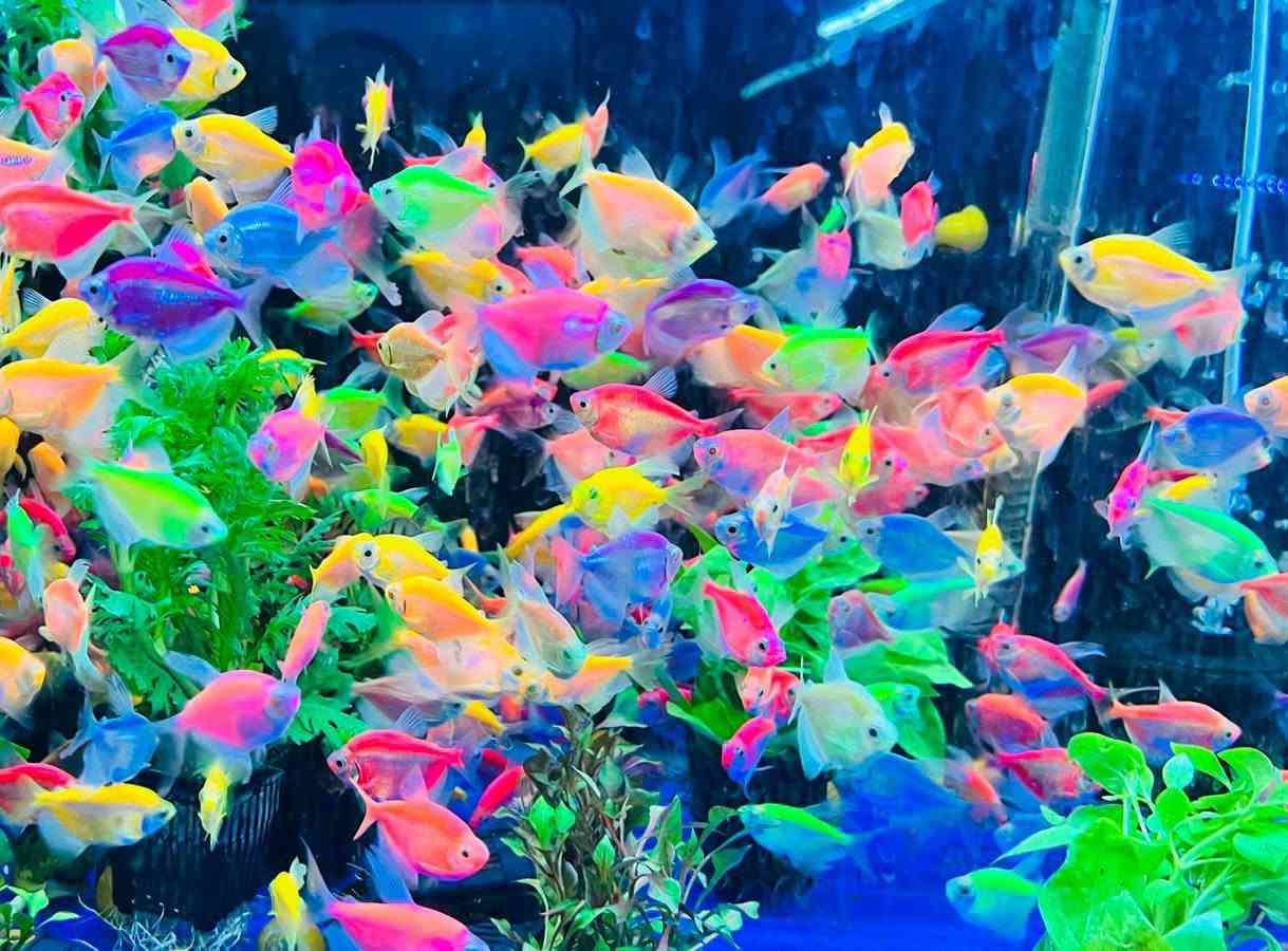أسماك تيترا • دبل سوبر جامبو • طوز خرماتو