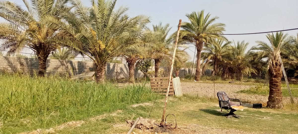 السلام عليكم يوجد ارض طابو سند 25 يوجد فيها 7 بيوت يوجد نخل حمال كافت الخدمات موجودة المكان بغداد التاجي قرب المصابيح بضهر المصابيح الاستفسار الاتصال *********** يوجد وات ساب

