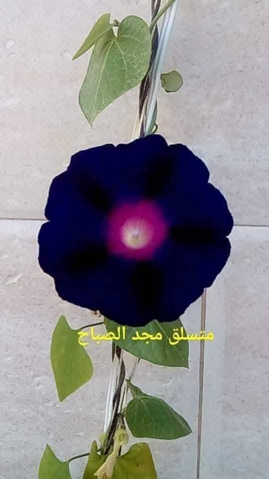 متاح لدينا بذورها بذور نبات ورد متسلق مجد الصباح الوان لطلب والحجز واتساب
*********** السماوه أو مراسلة الصفحه يوجد خدمة توصيل طلبات داخل السماوه ولكافة المحافظات لباب البيت أنواع البذور الاستوائية النادره
