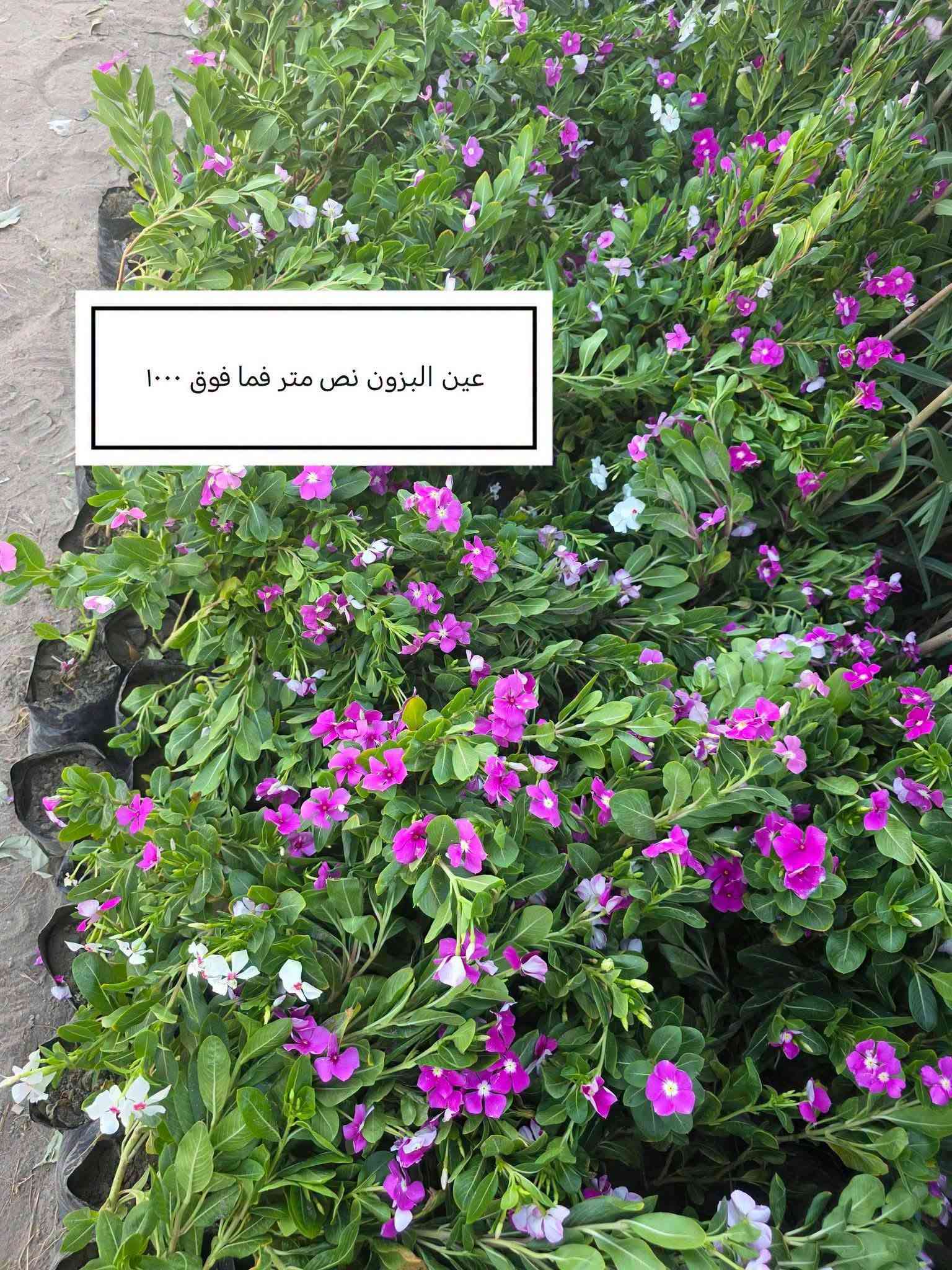السلام عليكم ورحمة الله وبركاته
 موسم خير وبركة 

إخواني الكرام
الفقرات الجديدة
المتوفرة حاليا

للاستفسار أو لمعرفة الموقع بشكل أدق، راسلونا على الواتساب:

📞 ***********
📞 ***********

نوفّر لكم أفضل الأصناف من حيث الجودة والنوعية.

📍 العنوان:
بغداد – اليوسفية – الرضوانية الشرقية
طريق معمل زينب – ثالث مشتل 
مكتوب على الباب مشتل الرضوانية
مجاور محطة الخليج لغسل السيارات.

🔹 البيع جملة
🔹 من يرغب بالشراء مفرد يمكنه الحضور إلى المشتل والاختيار بنفسه.
🔹 لا يوجد توصيل للمفرد.
🔹 توصيل الجملة فقط بسيارات حمل بالأجرة ويتم الاتفاق مباشرة مع سائق النقل.

🚚 رقم سائق النقل:
***********

📞 أرقام المشتل:
*********** (واتساب)
***********

🌳 الأسعار والأنواع
1- كابرس متر ونص   1000🪴
2- دم العاشق كويتي سندانه    1000🪴
3- جورنته ليموني  2000🪴
4-شبوي ليلي خشن ارتفاع متر  2000🌺
5-ددونيه نص متر  750🪴
6-أكاسيه عراقيه  متر فما فوق  2000🪴
7- ياس عراقي خشن  1500🪴
8-ياس أيطالي  1500 🪴
9- ورد جوري عراقي  2000🌺
10- ورد رازقي 2500🌺
11-سرو أيطالي الارتفاع متر ونص5000🪴
12- ورد القهوه اقل من متر 10000🌺
13-سدر تايلندي خشن 9000🌴
14- عفص 7000🌲
15- كاردينيا 8000🌺
16-متسلق ياسمين احمر هندي  عطري  الارتفاع متر ونص  8500🌺
17- جاكرنده البنفسجيه  5000🪻
18-  كالبتوز عملاق ٣ متر  2000
19-كالبتوز متر وربع 1000
20-رارنج عملاق عمر سبع سنوات تنكه ٢٠الف
21-عين البزون نص متر فما فوق 1000
22-دفله خشنه متر ونص سندانه 2000
24-لالنكي متر وسبعين فما فوق 4000
24-برتقال متر وربع إلى متر ونص 3500
25-نومي حامض عراقي متر وربع إلى متر ونص
      3500
26-بخَر سندانه 2000
27-منكه مصريا ,مطعمهمتر ونص فما فوق
       18000.
28-فكس سندانه ٨٠ سم فما فوق  2000
29-اكاسيا مصريا عملاقه ٣ إلى ٤ متر 8000
30-رارنج سندانه متر فما فوق 2000
31-نومي حامض عراقي متر فما فوق سندانه
      3000

📍 موقع المشتل على الخريطة:
https://maps.app.goo.gl/EfkBiYR7ezQDtA6v5

حياكم الله وتشرفونا بزيارتكم 🌿

📍 موقع المشتل على الخريطة:
https://maps.app.goo.gl/EfkBiYR7ezQDtA6v5

حياكم الله وتشرفونا بزيارتكم 🌿

نص مكتوب في الصور:
- اكاسيا مصريا عملاقه ٨٠٠٠
- كالبنوز عملاق مترين ونص إلى ٣ ونس ٢٠٠٠
- منكه مصريا مطعمه ١٨٠٠٠
- رارنج سندانه متر فما فوق ۲۰۰۰
- بخور ۲۰۰۰
- شتلات فكس سندانه ٢٠٠٠
- عين البزون نص متر فما فوق ١٠٠٠
- لومي حامض عراقي ٣٠٠٠
- جورنتا ليموني ٢٠٠٠