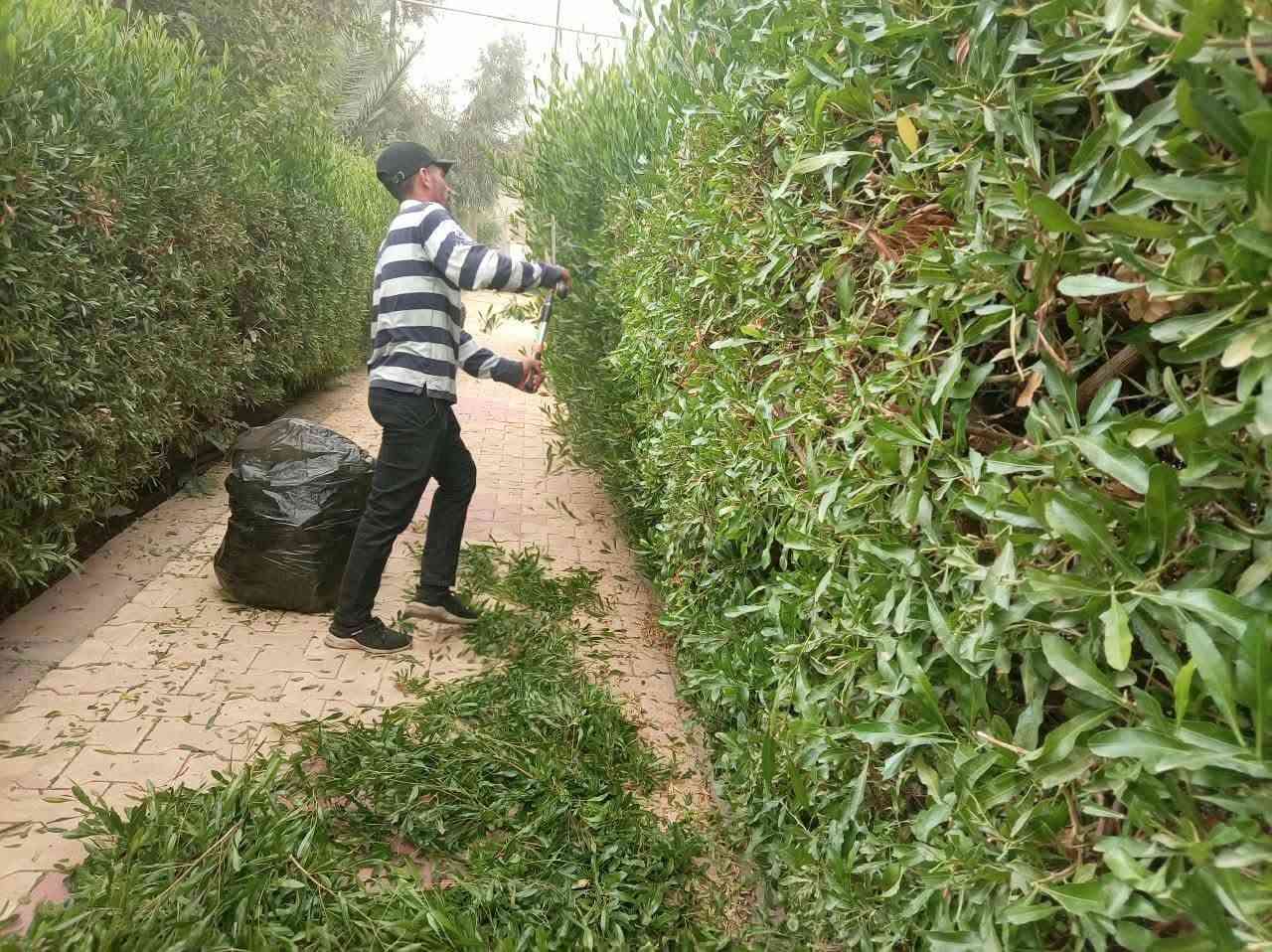 تقليم شجر • ديكور حدائق • القائم