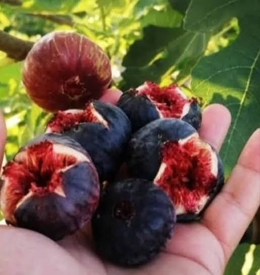 على بركة اله
🌞🌴.... البيع. شتلات تين ....🌴🌞🌴 
     🌞🌱تين اسواد تين بن مسلم🌱🌞🌱
     🌞 🚨.  المكان    بابل.      الكفل.🚨🌞
     🌞 جمله فقط
     🌞 جمله فقط
     🌞جاهز الزراعه 🌴🌴
     🌞اقل كميه ١٠٠ شتله 
     🌞التصال ***********📞📞
     🌞رتفاع متر. وأكثر🎄🎄 . حجم سندانه كيلوين 
     🌞ملاحظه. الشراي. يتصل🪩🪩
