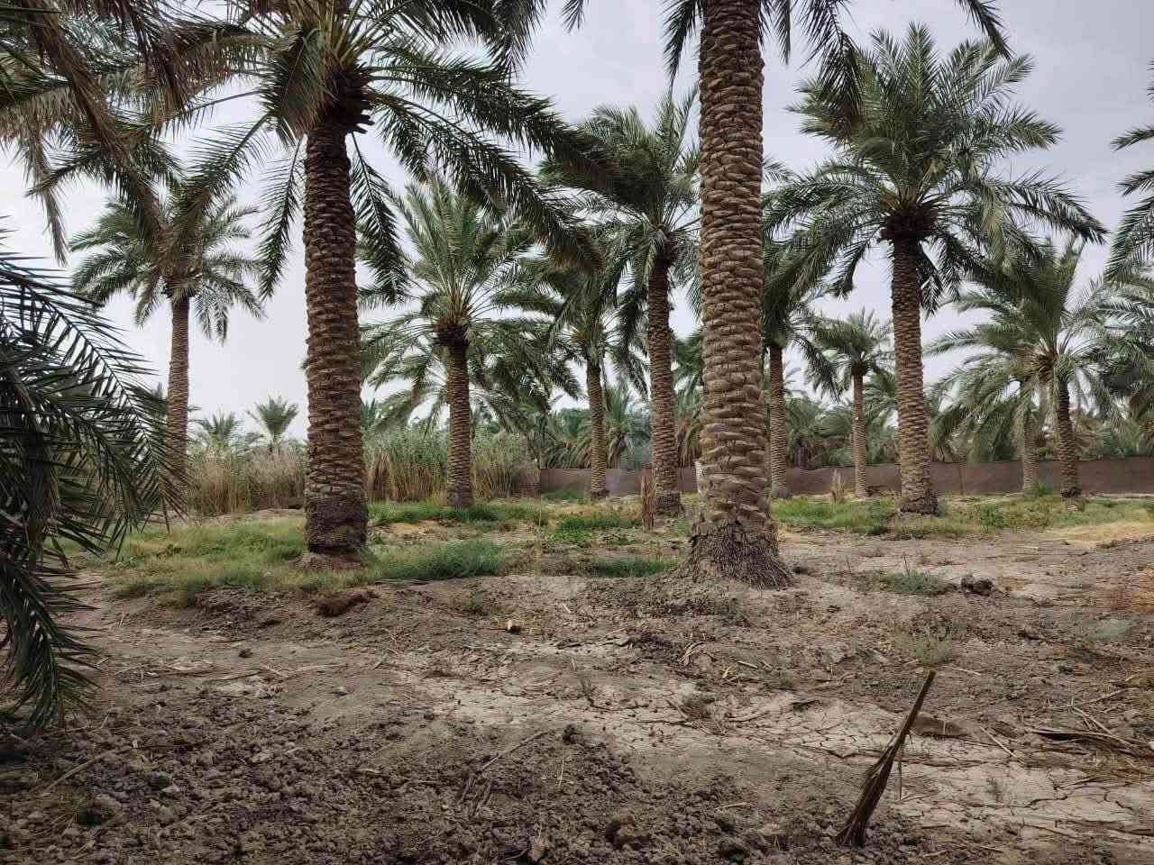ناحية السديناويه • دونم ونص • ماء دايم