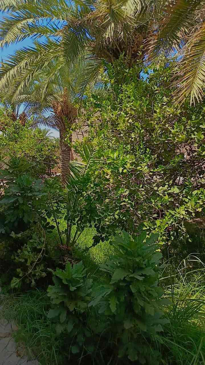 سلام عليكم من رخصت ابو الكروب بيت اللبيع طابو زراعي سند ٢٥ مساحة ٦٠٠م كونكريت مسلح يتكون من غرفتين نوم وصالة واستقبال ومطبخ وصحيات داخلية وخارجية العنوان طريق السنية جهة زوار على شارع العام مباشر الاتصال على الرقم ***********
