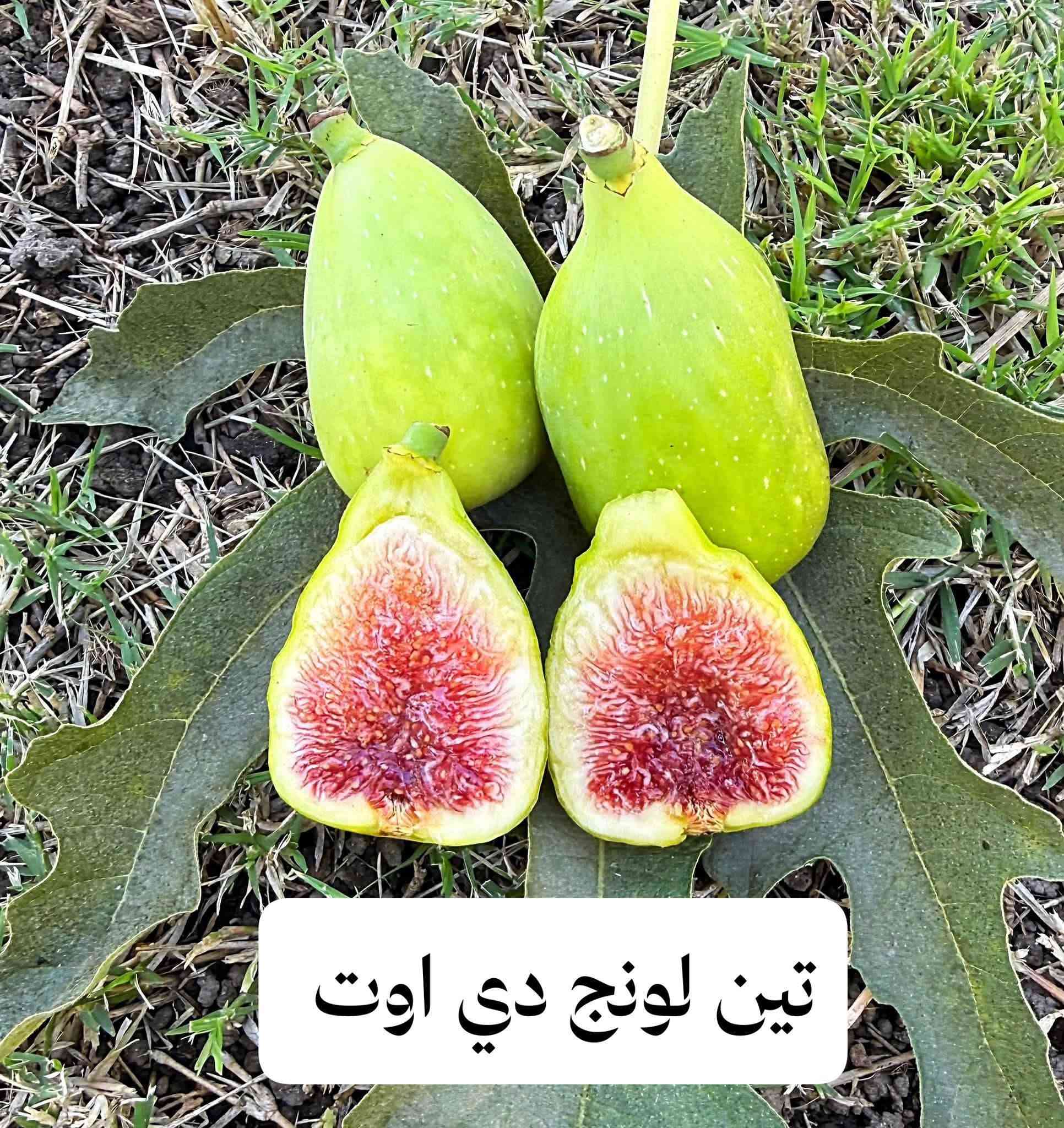 شتلات فواكه • ضمان نوعي • عمر سنتين