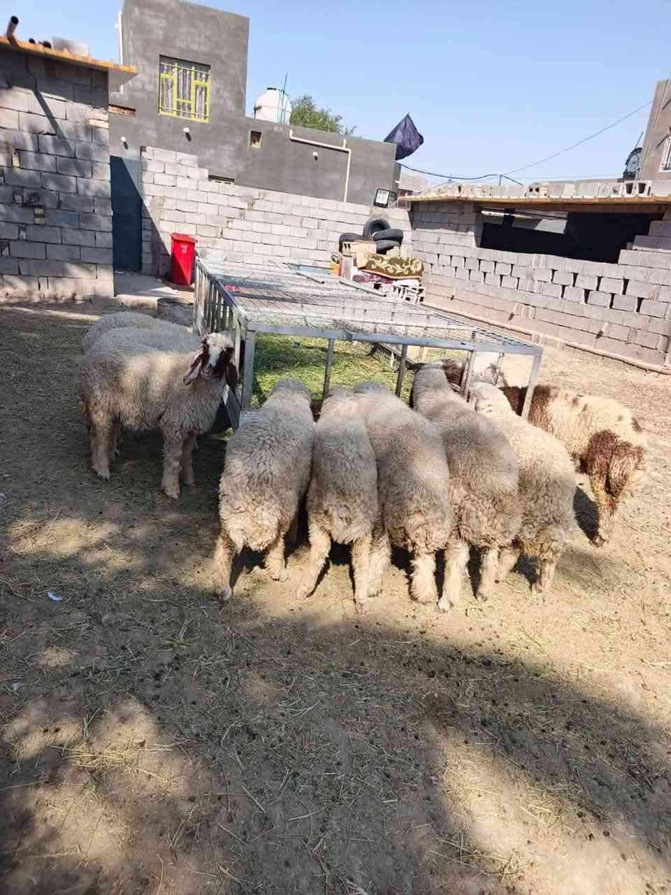 بسم الله ما شاء الله
#طليان  العدد ١٢ تسعه فطايم وثلاثه فحل طليان كلهن شكه من حلال كريش حلال خير من الله وكصه وحده يرهمن ارباط وكصابه المكان واسط الشحيميه قريه ١٠
***********
