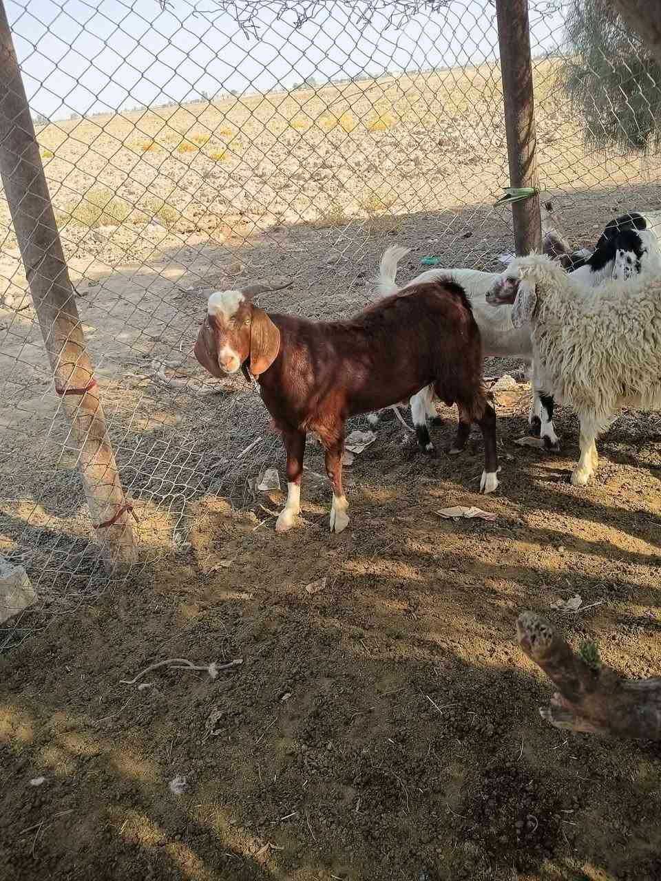 جدي • فحل • للبيع