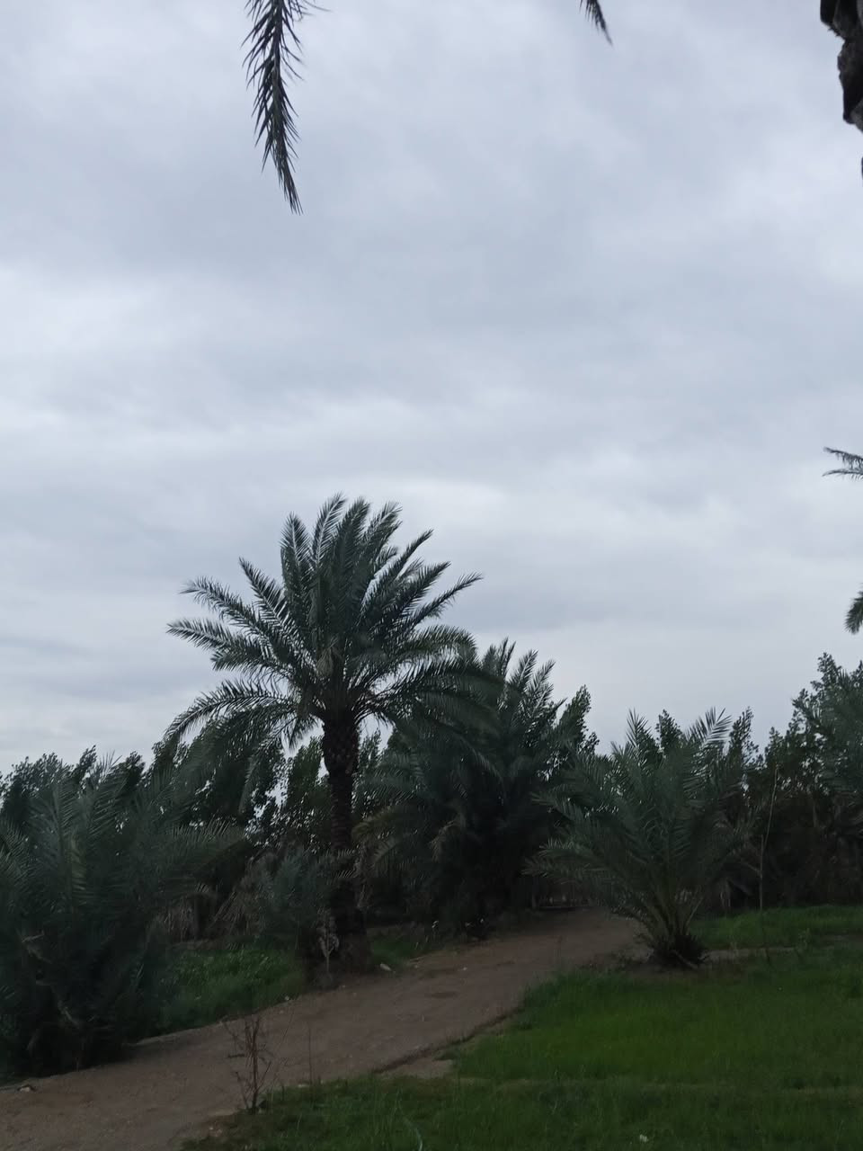 مزرعه مساحته دونم ونص المكان النعمانيه الكراده 
جنس الارض 117 
الاستفسار ‏‪***********‬‏
