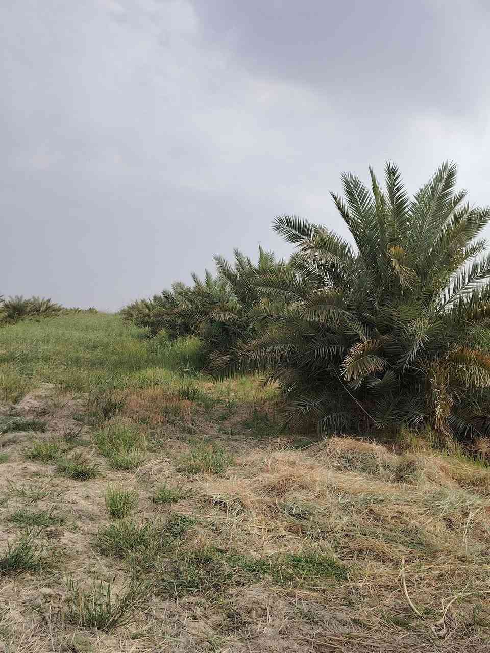 السلام عليكم
فروخ شويثي درجه اولئ للبيع تجي بعينك تشوف رطب الام وتشلع مكاني قريه النخيله رقمي
***********
