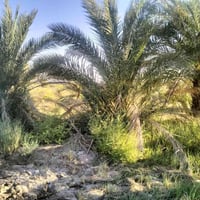 ١٧ دونم • سند ٣٥ • ٥٠٠ نخلة