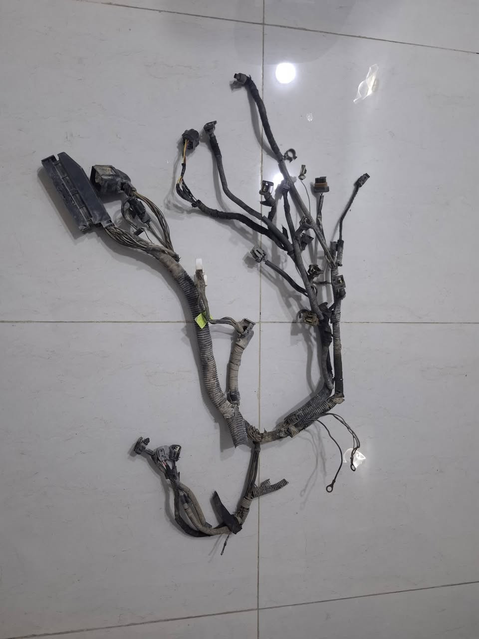 ضفيرة • اغلب الفيش