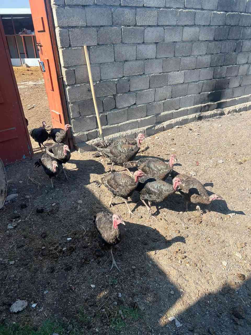 بصره • للبيع