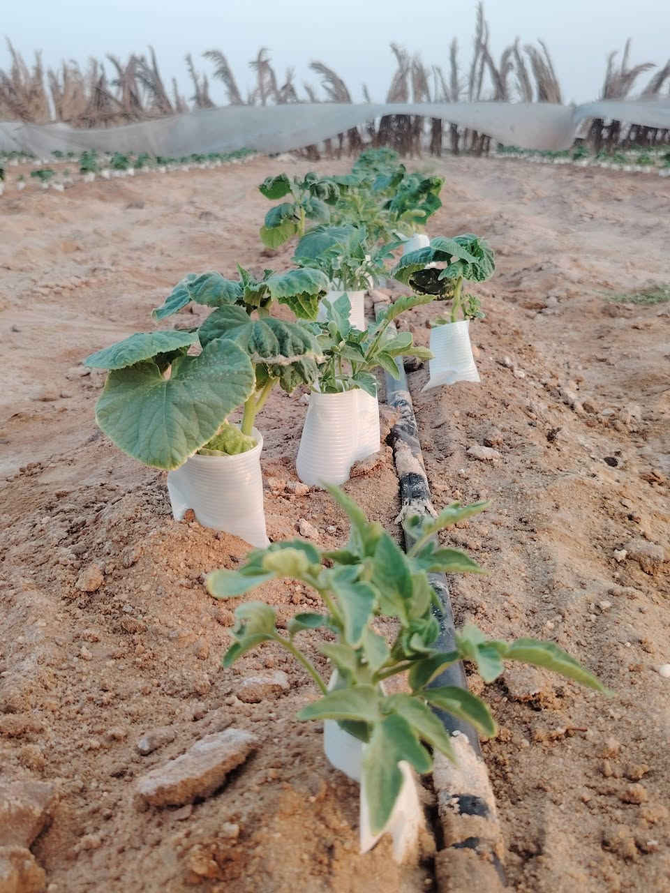 ٢٠٠ مشعاب بحاجه الى فلاح شارع الميدان
***********
