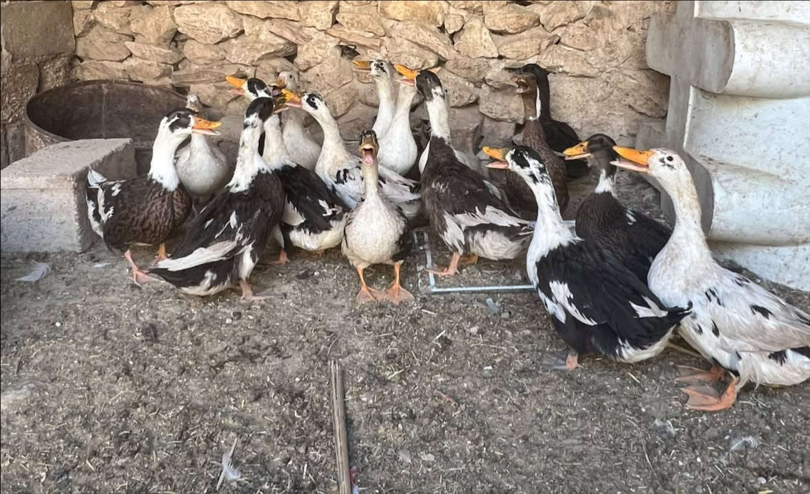 متاح 17 بطه كلو خشن  ونضيف وعلبيض   اكثرو اناثي بي 3 إلى 4 افحل فقط للبيع  سعر 115 للكل شراي مكاني حديثه حي الثمانيه او الاتصال على الرقم 

***********
