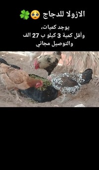 ٣ كيلو • توصيل مجاني • واتساب