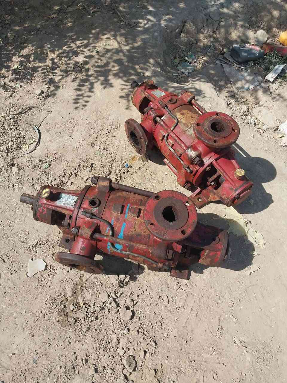 خنازير تركية دبل بشارة كل خنزيرة ٣ بشارات ***********
