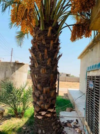 قلع فسائل • تكريب نخيل • جودة ودقة