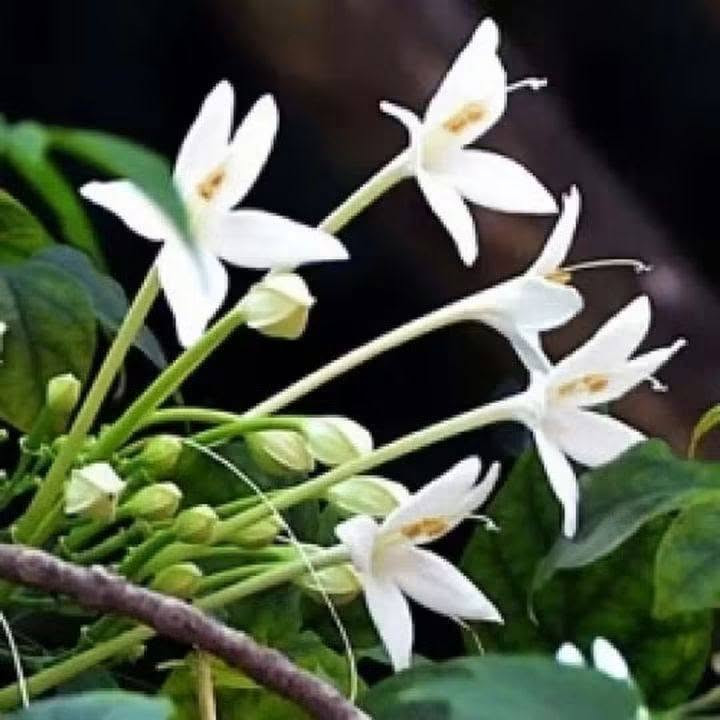🌿 السلام عليكم ورحمة الله وبركاته 🌿
أهلًا وسهلًا بأحلى متابعين 🌸💚

🌱   توفرت شجرة ملنجتونيا العطرية
✨ إذا تحبون الأشجار اللي تجمع بين الجمال والرائحة العطرة… فهذي الشجرة تستحق اهتمامكم! 😍🌿
وبسعر ١٢ الف
🌿العنوان / بابل المحاويل 
🌿للحجز والاستفسار يرجى مراسله الصفحه او واتساب ***********
🌿 يتوفر لدينا خدمه توصيل لجميع محافظات العراق 🚛 

الاسم النباتي: ميلينجتونيا هورتنسيس
الاسماء الشائعه ..شجرة الياسمين أو شجرة الفلين الهندية، وهي شجرة عطرية فواحة جدا من اجمل الاشجار 🌳🌳التي تزينت بها 🌾دبي وكل الامارات العربية المتحدة حديثا و العديد من دول الخليج و غيرها لقوة تحملها للظروف القاسيه وهي شجرة بيئية جميلة سبقنا اليها الكثير فهي ناجحة في كل الدول المحيطة بِنَا دخلت إلينا عن طريق البذور ونتمنى ان تحرص المشاتل على استنباتها لجمالها ورائحتها العبقة الجميلة ولمنافعها الطبية الهائلة وفائدتها الاقتصادية فهي تدخل بصناعة العطور ولقدرتها على تحمل المناخ القاسي...
موطنها:  آسيا وجنوب شرق آسيا.
رعايتها: هي شجرة سهلة العناية.  يجب أن تكون التربة جيدة التصريف وخصبة أيضًا.  فيما يتعلق بالتغذية ، كما أنها تتحمل الملوحة🥴🥴 ويمكن تقليمها بسهولة. من الأفضل دائمًا إبقاء التربة رطبة قليلاً💦💦.

نص مكتوب في الصور:
- PHOTO: TUEANG
- ชื่อ : Millingtonia hortensis L. f. mydokhome.com