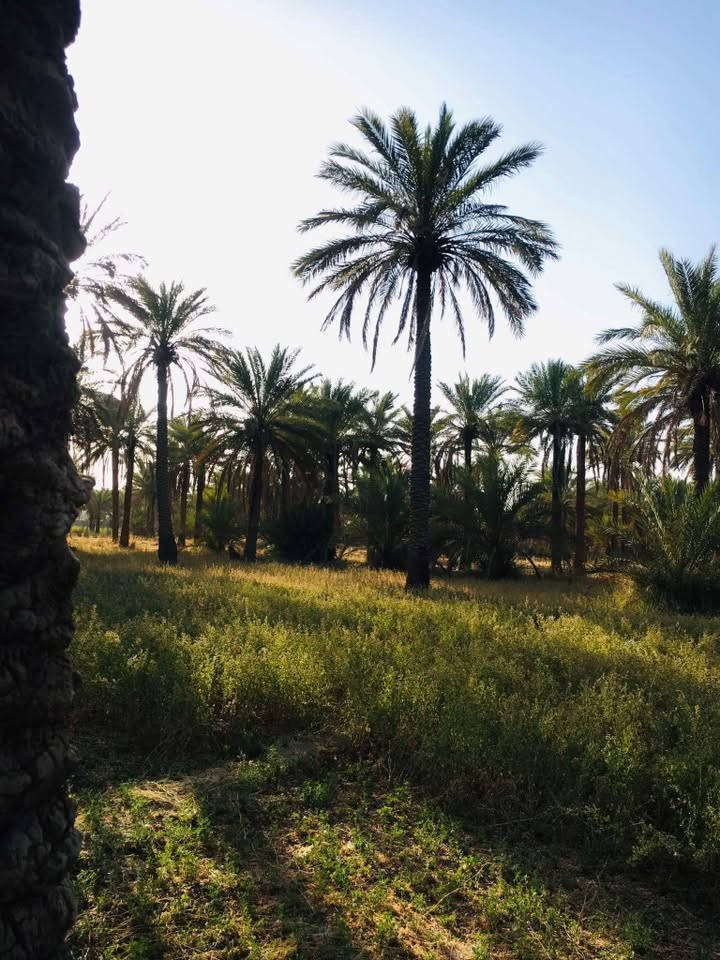 السلام عليكم بستان اللبيع المساحة دونم وربع سند 25 تحويل بأسم المشتري ماء سقي وماء اسأله وكهرباء المكان بغداد السياحي على السدة التبليط تبعد عن الشارع العام 300 متر  الاستفسار على الرقم ***********
