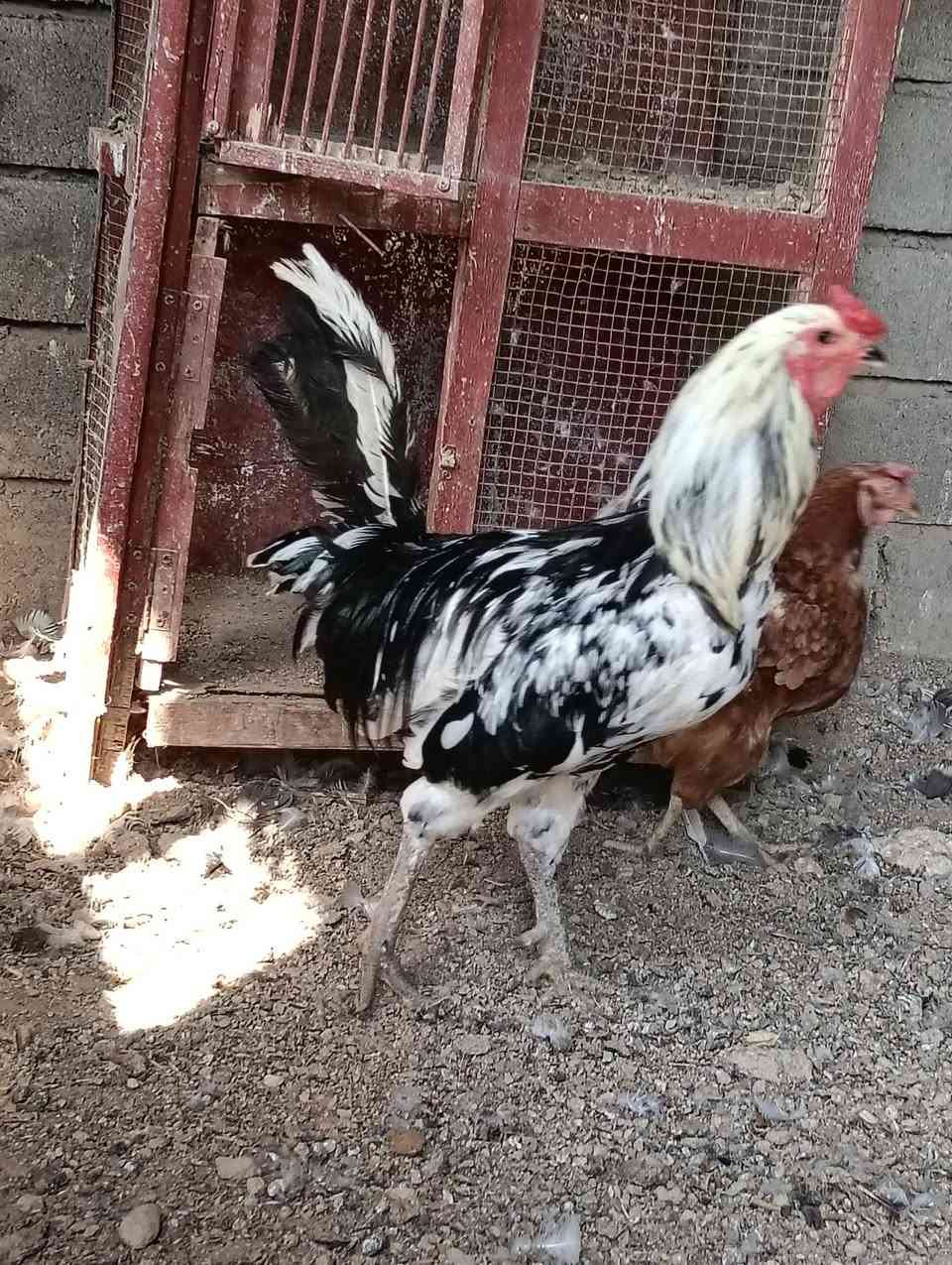 ديج بوتاني • للبيع