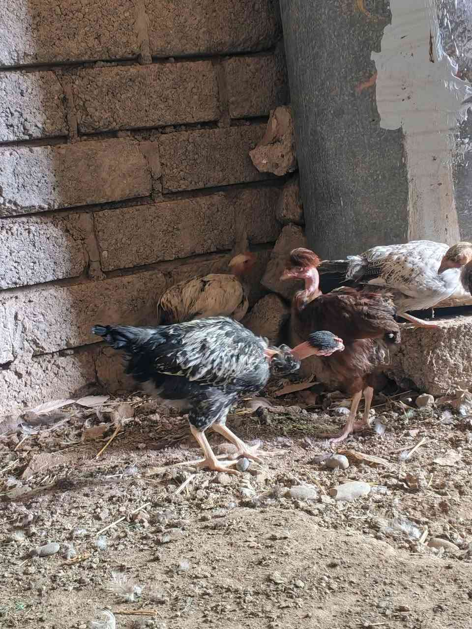 فراريج • شلّع ومفرد • ٢٨