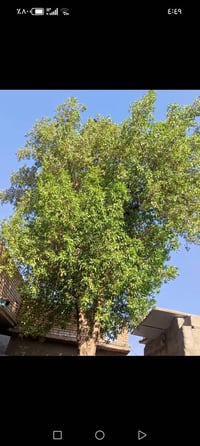 شجرة • قص ونقل