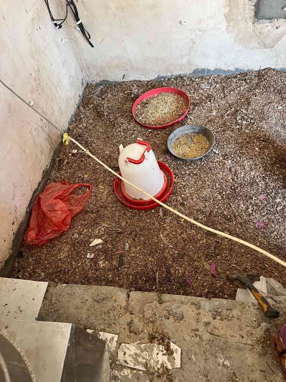 سلام عليكم
غراض دجاج كامله هلاسه جديده سنكي طباخ 4قفاص مبرده ميزان قفص حديد تانكي معالف 
مكاني بابل محاويل 
رقم /***********
