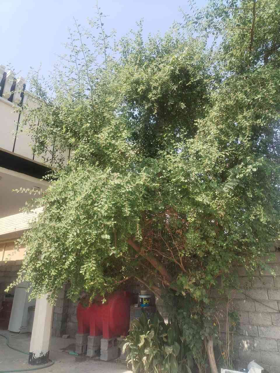 بيت ٢٥٠م • حديقة ٢٥٠م