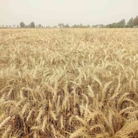 بذور • أدنه جيهان بنت المغلف • بابل الخميسيه