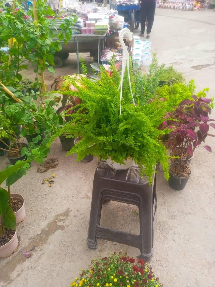 ورود للبيع • بعقوبة • مرطبات الامير