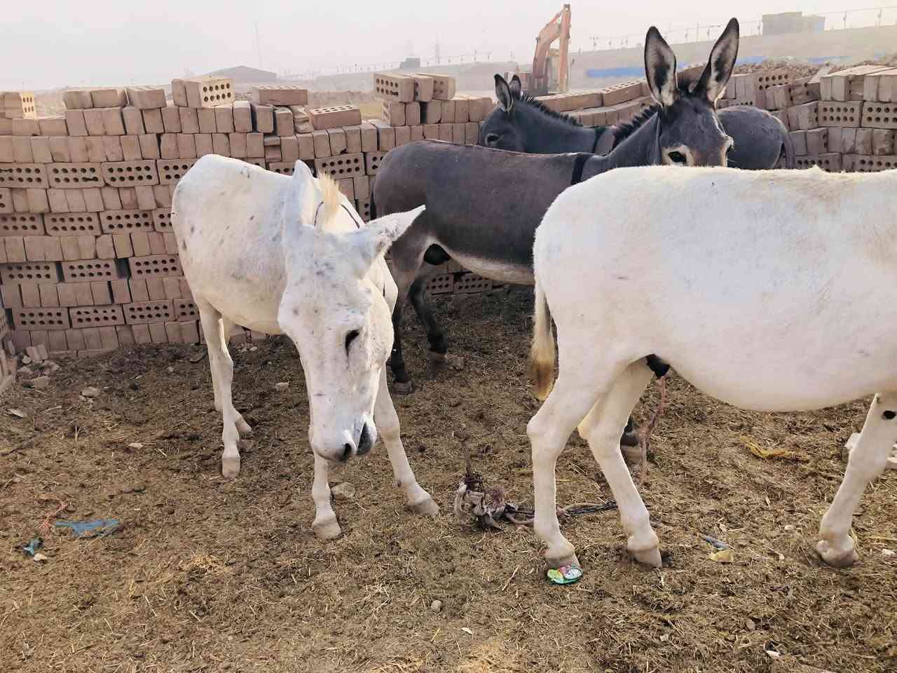 طرش • عدد ٤ • للبيع