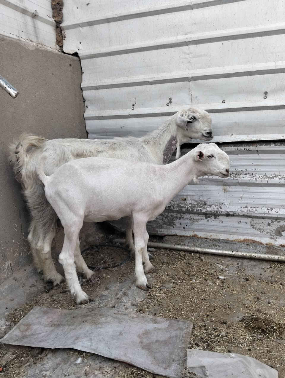 السلام عليكم سخول سوريات مطافيل وراهن نثايه الون أبيض طلق نوادر وماخذات فحل فوك بناتهن وحده سالمه سن وشطر  وثانيه سالم سن وتك ضرع العنوان بغداد ويوجد توصيل جميع المحافضات حسب الاتفاق ***********

