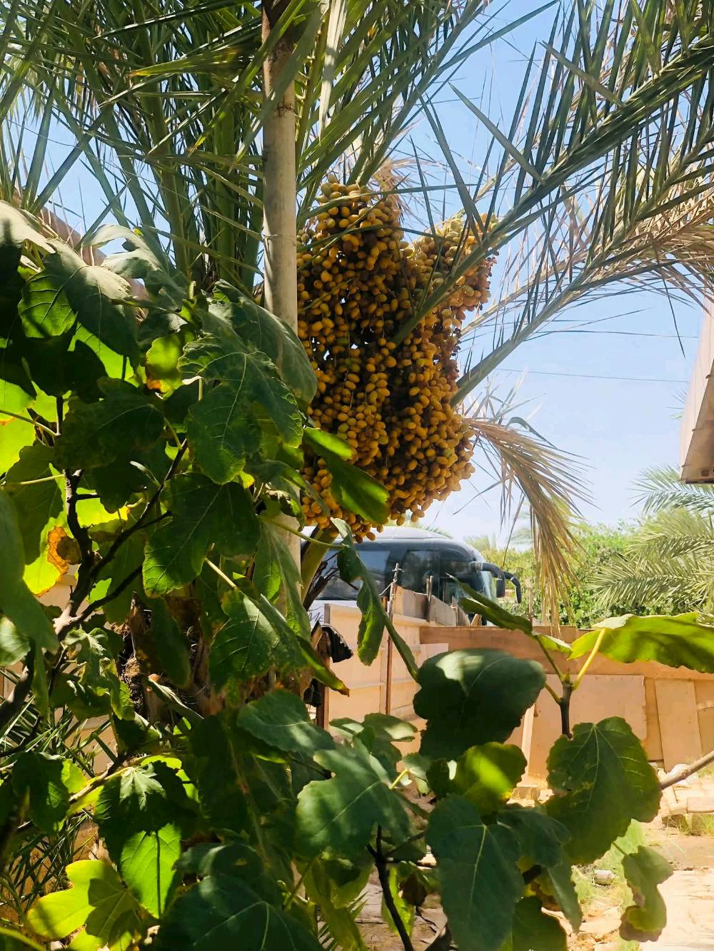 طابو صرف • ٦٠٠م • حي الريف الزاهر