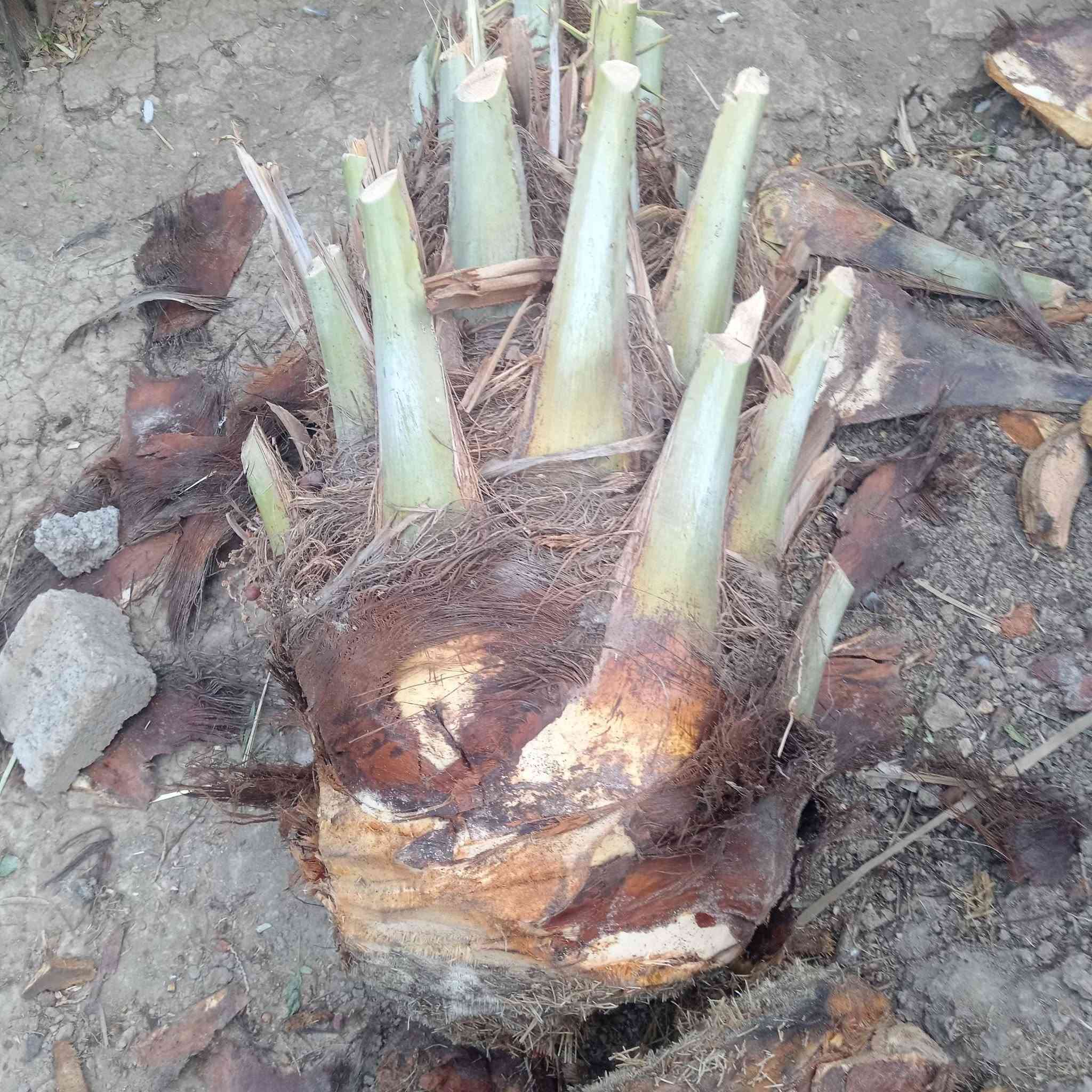جمار • نخل • عمراني