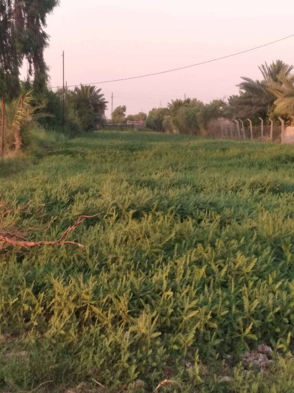 ارض زراعيه للبيع ٣٠ دونم طابو صرف في منطقه داور شبيشه صالحه للزراعه ١٠٠%مع مجرى خاص بها مع مضخه مياه بأسم راعي الأرض   مع مغروسات نخيل مع بيت صالح للسكن بناءبلوك وسقف عكاده كما موضح بلصوره للإستفسار  يرجى الاتصال علا الأرقام التاليه *********** و***********
