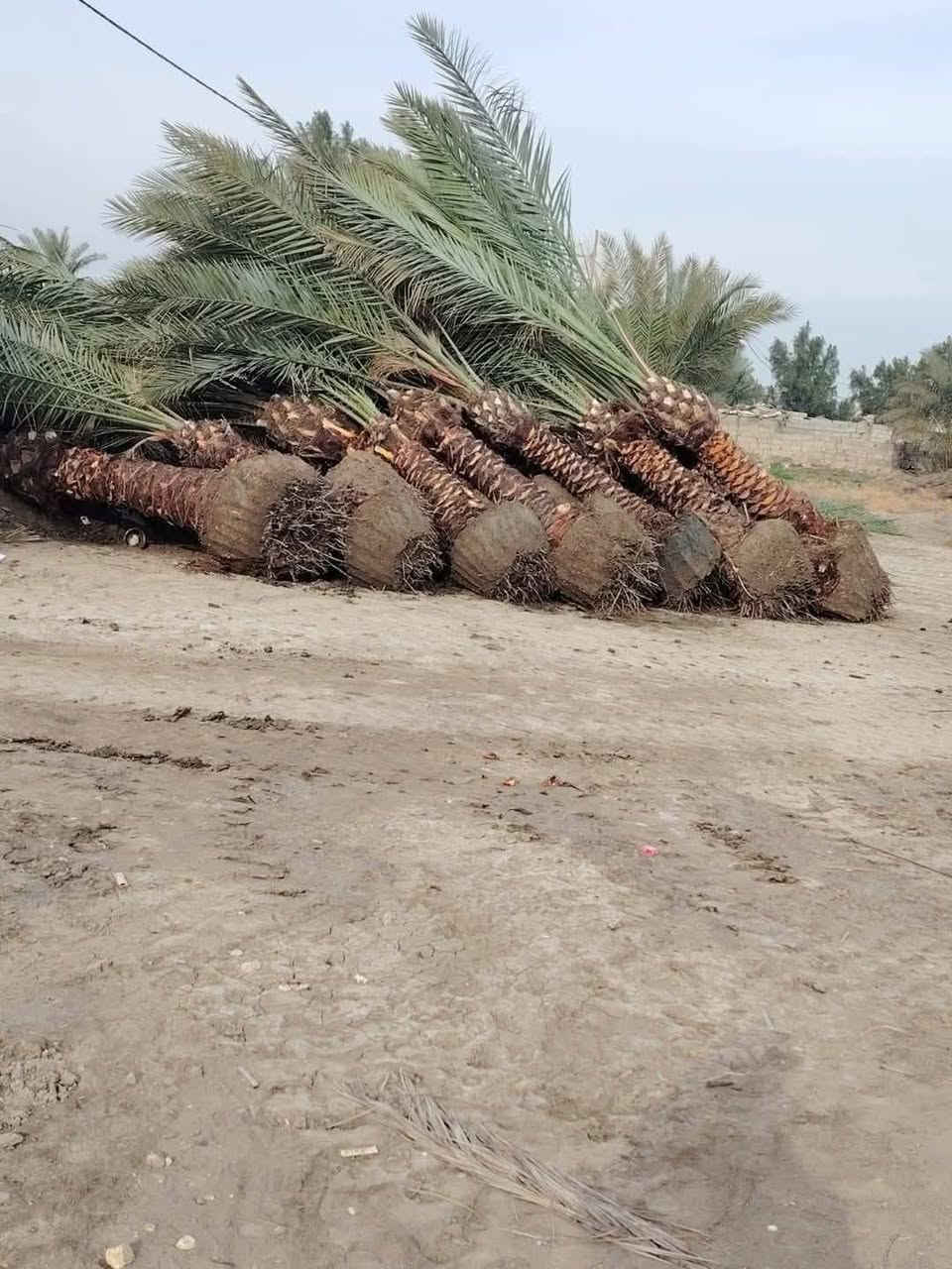((***********))
موسم خير وبركة عليكم وعلى امة محمد ( ص ) 
تتوفر لدينا الفسائل بكافة انواعها وصنوفها 
✅ برحــــي✅ خستـــاوي ✅ بريــــــم ✅ عمــران 
✅ تبــــرزل✅ مكــــــتوم  ✅ جمــالـي✅ اشرصي
✅ بربــــــن✅ حــمـراوي  ✅ شـــــكر  ✅شوثي اصفر

كل انواع الفسائل  امانة الله ورسولة خاص بالمزارع مالتنه 
متوفرة كافة الاحجام وحسب الطلب والنوع امهــات ذكـــــــور  
كذلك يوجد لدينا توصيل لكافة محافظات العراق مع ضمان 
الزراعة والادامة والتلقيح والاستشارة 
ضمان الثمرة وتلقيحها 100% وتوجد ادامة كاملة للفسيلة لمدة سنوات 
✅  مستعدين للتجهيز دوائر الدولة كافة 
✅ المشاتل وكافة المزارع الخاصة والعامة 
✅ البيع بالجملة والمفرد مع ضمان النقل والزراعة
للحجز والطلب والاستفسار مراسلة الصفحة او الاتصال على
