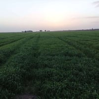 ارض زراعيه • ١٥٠دونم • قرب نهر المالح
