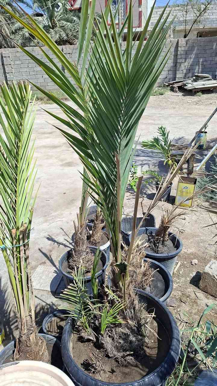 متوفر فسيل حلاوي حجم كبير مجذر عمر ٧ اشهر
و فسيلة خضراوية ضخمة جواها ١٠ فسائل مجذر عمر ٦ اشهر كله دفع سندانة و خضار جديد ، للبيع ثنينهن رايدهن ب٧٥ الف وبيهن مجال للشراي فقط ، مكاني بصرة قضاء ابو الخصيب وهذا رقمي
***********
