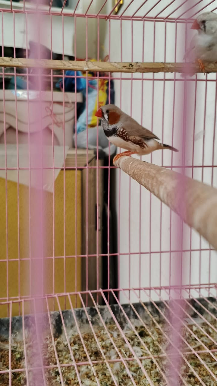 سلام عليكم،
متاح زوج فناجين  صحه و نشاط خير من الله الطيور بل واقع احله 
السعر: 8 قفل  
الموقع: بابل، قضاء الهاشمية  
رقم الهاتف***********
