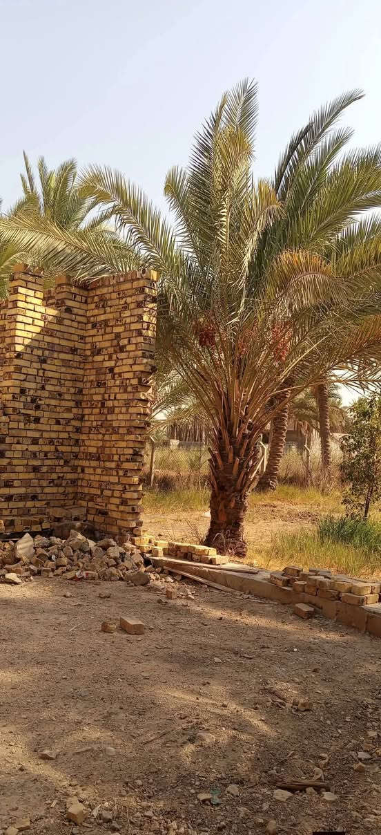دونم طابو صرف زرعي سند 25
مع بيت كامل بناء حديث مع هيكل غير مسقف 
من ضمن دونم 
امام البيت حديقه وبستان خلف البيت يحتوي على نخيل حمال وحمضيات وتين 
الموقع شارع الرئيسي للعلويه شريفه بنت الحسن طريق بني ساله على شارع رئيسي مباشرتآ منطقه سكنيه مولد خط ذهبي مدرسه قريبه على بيت تبليط باب البيت ماء سقي واساله متوفر
للستفسار اكثر ***********
