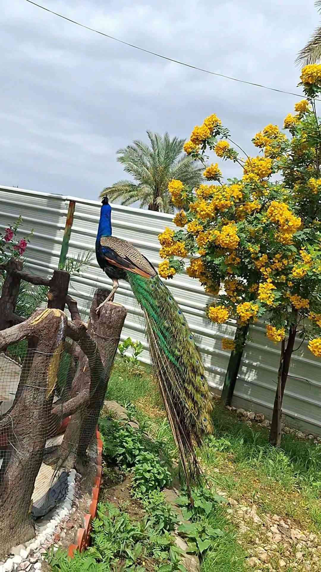 بابل المسيب • مزرعة ١٥٠٠م • سند ٢٥