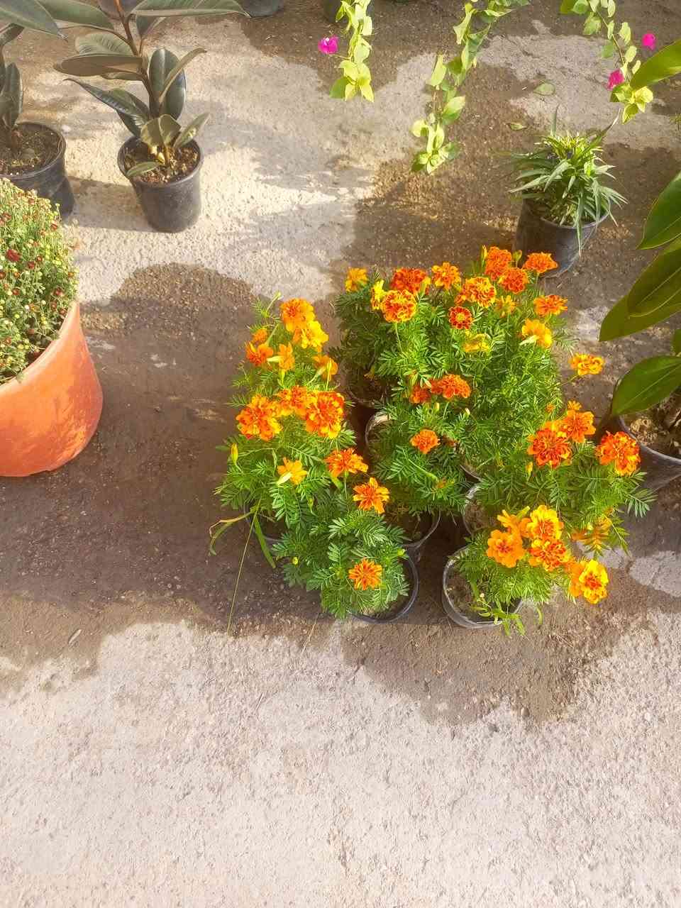 ورود • بعقوبه