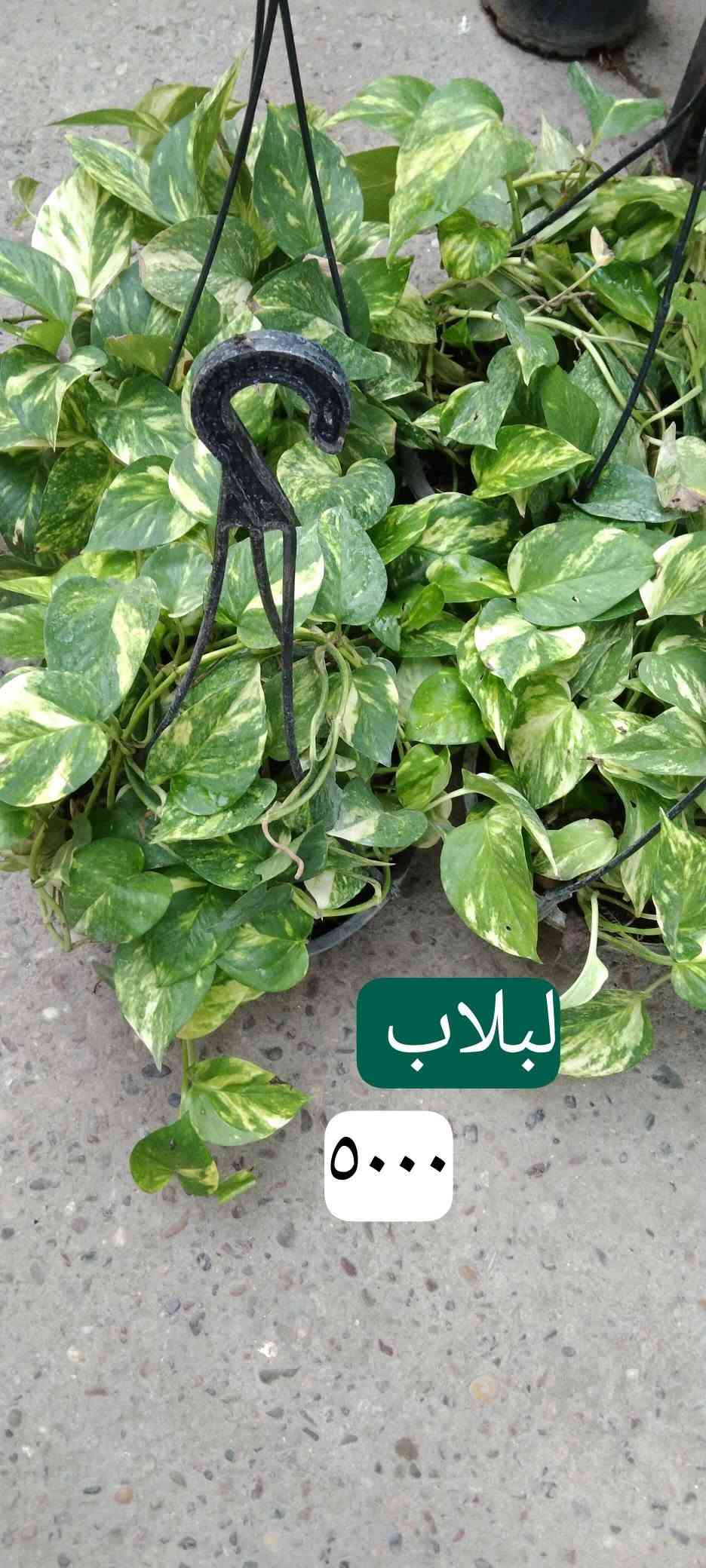 نباتات خارجية • نباتات داخلية • حي العدل