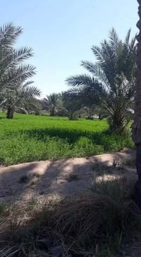 المحاويل • ٢٠٠٠م • طابو ٢٥