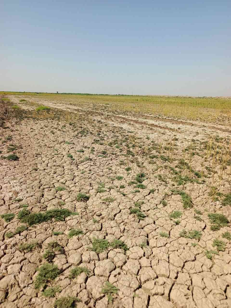 ارض زراعيه للبيع 100 دونم على الشارع الرابط بين الحي و الموفقية تبعد عن الشارع و الشط كيلو و نصف بيها 60 دونم معدلة ليزر ماء سقي من الشط متوفر للاتصال ***********
