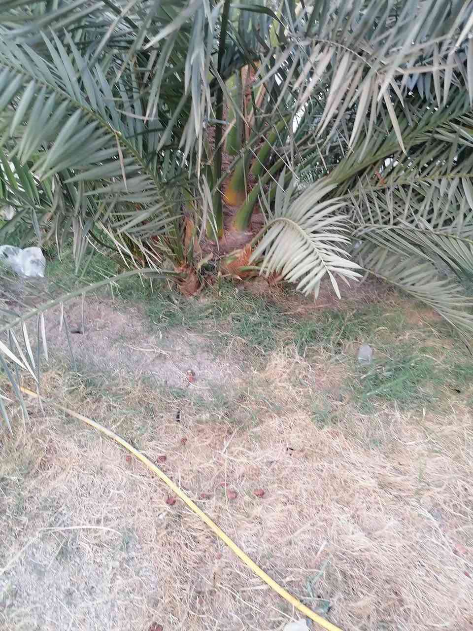 برحي • بريم • طويريج المنفهان