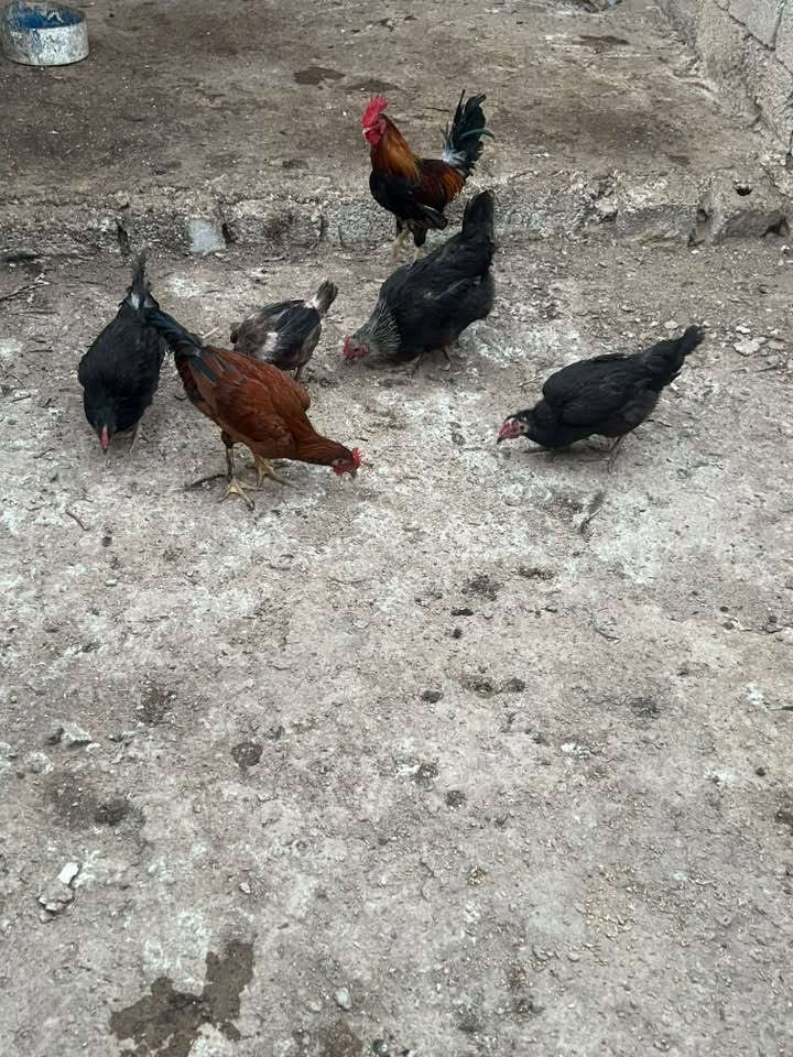 دجاج عربي بياض للبيع 
*********** واتساب
