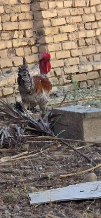 ديوك • ابو ركيبة • رصاصي