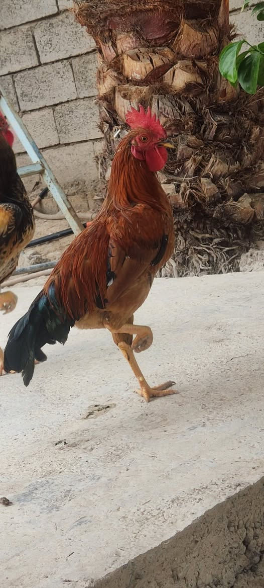 ديوجه عرب • سنة • ٤ للبيع